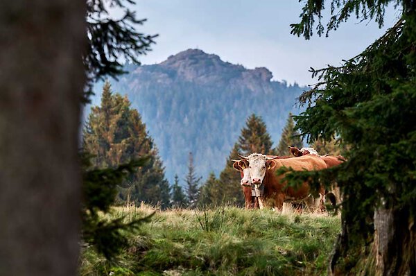 Nuturgenuss am Arber im Bayerischen Wald